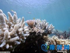 海底的粉色“星空”：日本海域迎珊瑚�a卵季